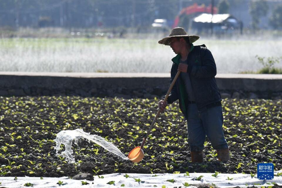 福州蔬菜産區春種春收忙