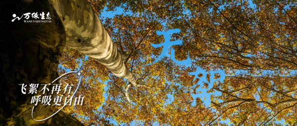 万绿少球无球法桐 迎接最美2023