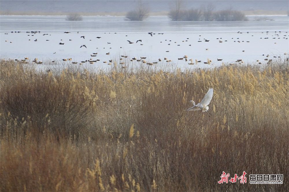 【輪播圖】萬鳥翔集武威市民勤石羊河國家濕地公園_fororder_4