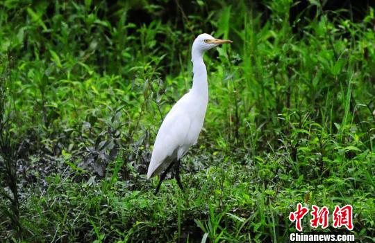 重庆酉阳发现一级国家保护动物白鹤（图）