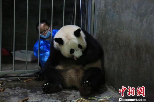 成都大熊猫淡定产子：睡醒起来再生娃（图）