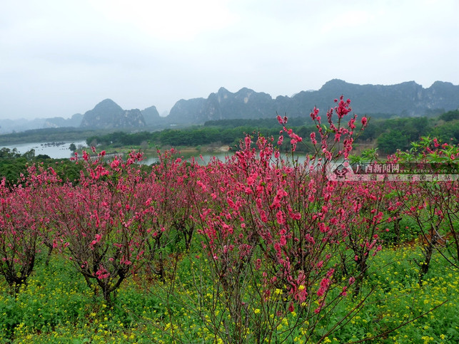 【八桂大地】【熱門文章】（首頁標題）到花花大世界看桃花朵朵開（內容頁標題）到花花大世界看桃花朵朵開 還能“偶遇”卓依婷