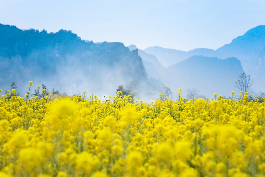 廣西南寧：菜心花競相綻放 金色花海惹人醉