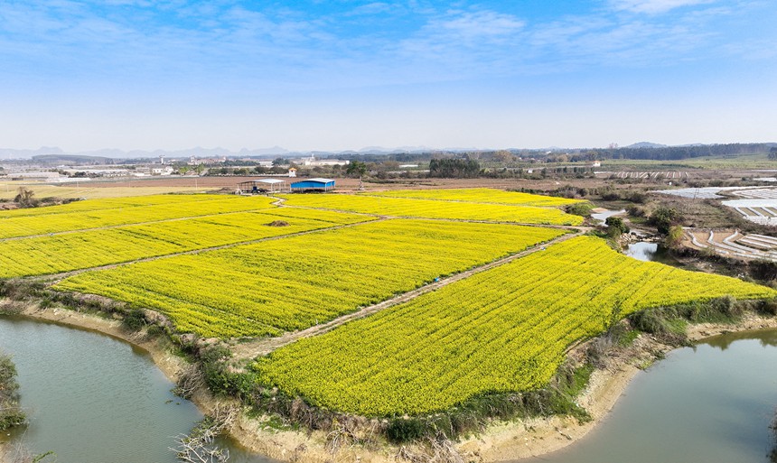 廣西南寧：菜心花競相綻放 金色花海惹人醉