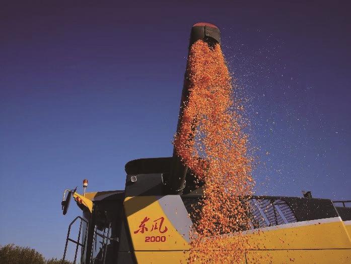圖片默認標題_fororder_梨樹縣國家百萬畝綠色食品原料（玉米）標準化生産基地核心示範區玉米收割現場。