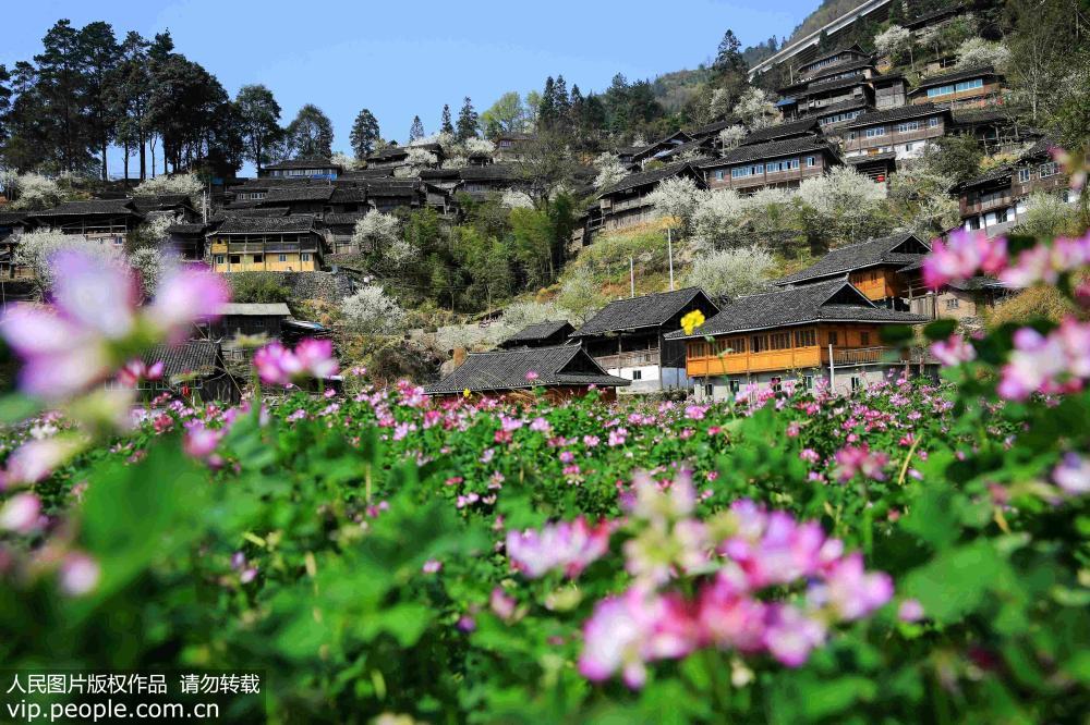 贵州从江：春暖花开村寨美