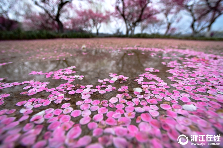 杭州一夜回冬 雨后梅花落满地