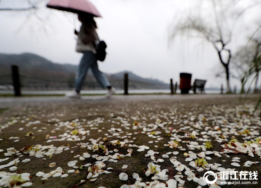 杭州一夜回冬 雨後梅花落滿地