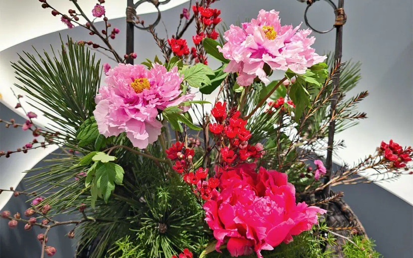 【文化旅遊】上海辰山植物園2023迎春花展將持續至2月16日