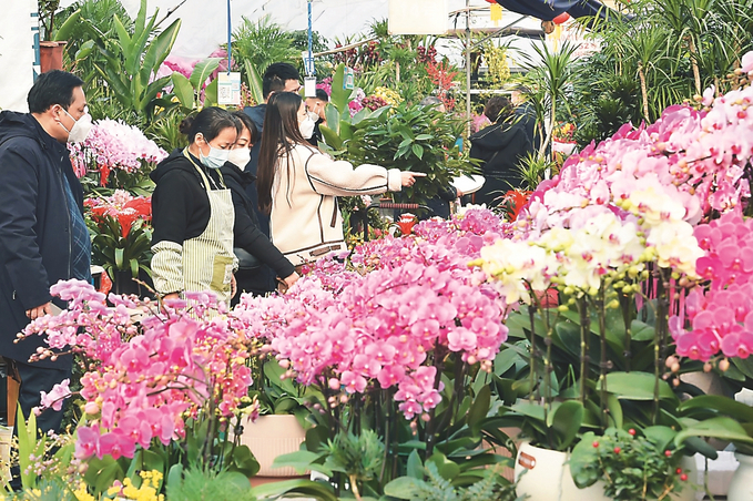 南京兔年花卉登场 市民装饰居室迎新春