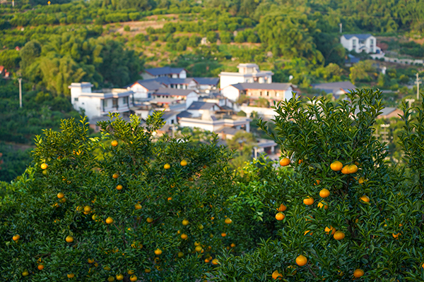 柑橘园区图片