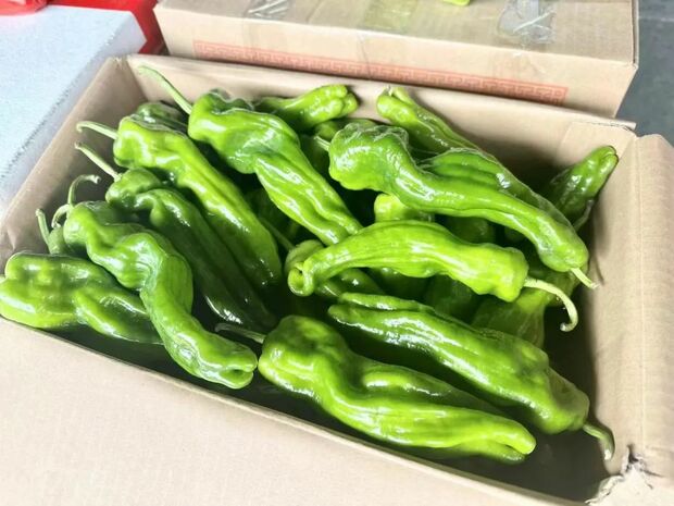 【圖説上海】申城蔬菜價格提前進入春節調整週期