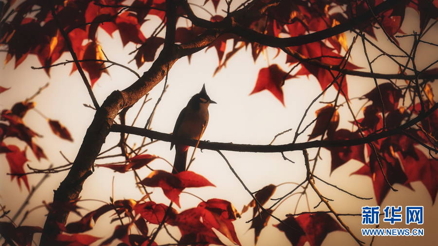 廣西百色:晚霞映紅楓 唯美如油畫