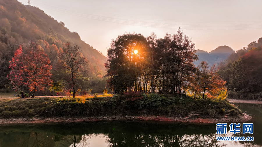 廣西百色:晚霞映紅楓 唯美如油畫