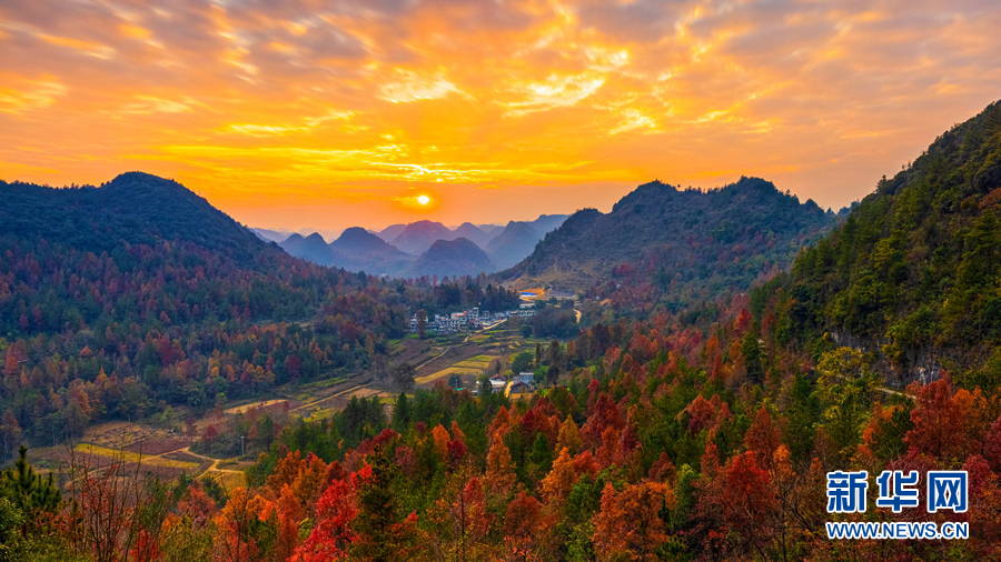 廣西百色:晚霞映紅楓 唯美如油畫