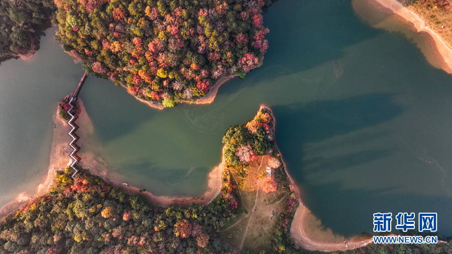 廣西百色:晚霞映紅楓 唯美如油畫