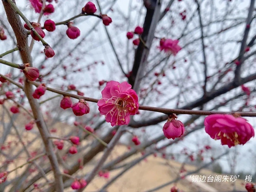 【文化旅遊】上海辰山植物園部分梅花早花品種已盛開