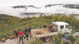 福州永泰高山果園增産農民增收