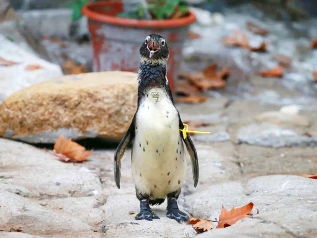 【文化旅游】【图片墙2】上海动物园企鹅宝宝“哔哩”上演开年首秀
