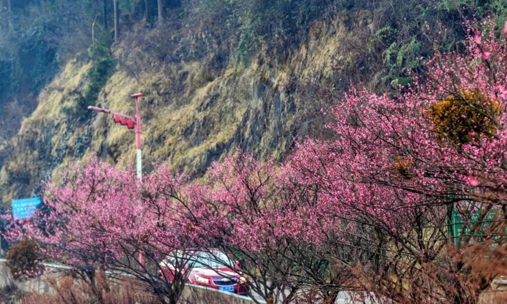 貴州鍾山：梅花綻放 踏春遊園正當時_fororder_微信圖片_20230208133448