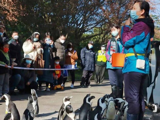 【文化旅游】【图片墙2】上海动物园企鹅宝宝“哔哩”上演开年首秀