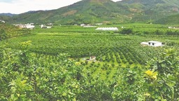 漳州平和縣穩步推進生態高標準果園建設