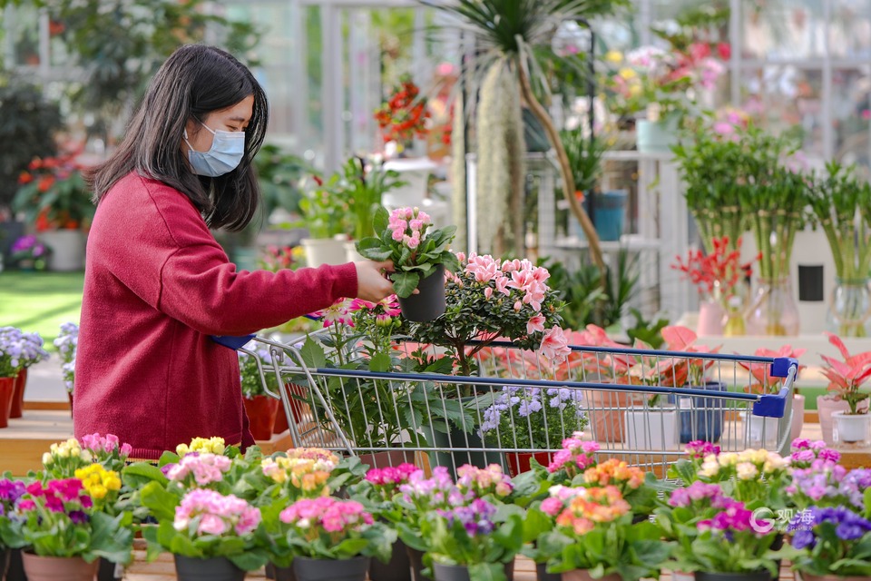 青岛：快过年了，买盆年宵花吧