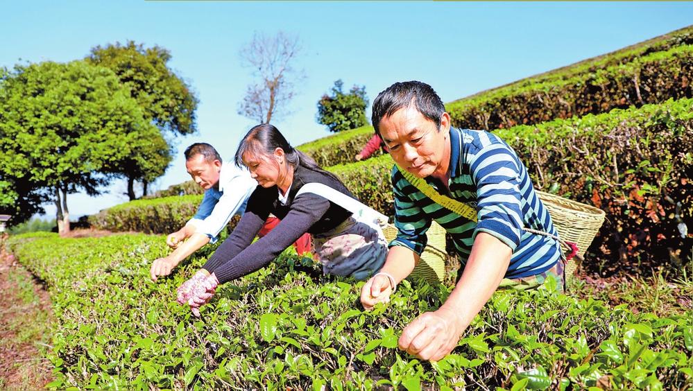 普洱宁洱：茶农抢抓节令采摘今年第一批春茶_fororder_529