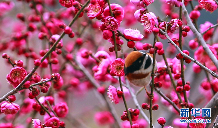 湖北鶴峰：臘梅花開迎春來
