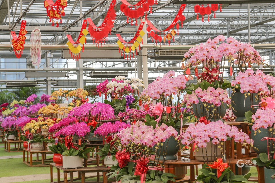 青岛：快过年了，买盆年宵花吧