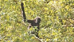 中國境內種群從“滅絕”增長到五群三十五隻 跨境合作共護東黑冠長臂猿