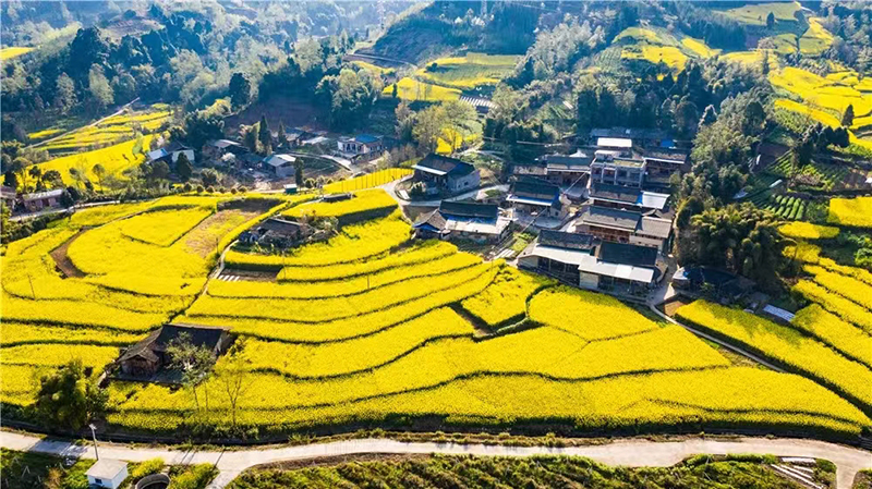 雅安：一沐春风万顷黄 油菜花开美如画_fororder_油菜花美景--供图--雅安市委宣传部（3）