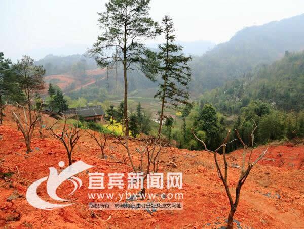 网络红人“第一书记”张洋:“驻”进村民心里