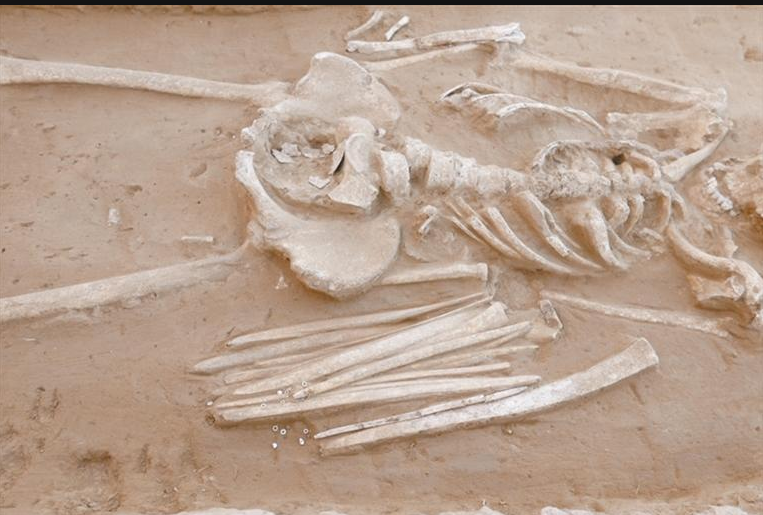 2022年度陕西考古新发现_fororder_3