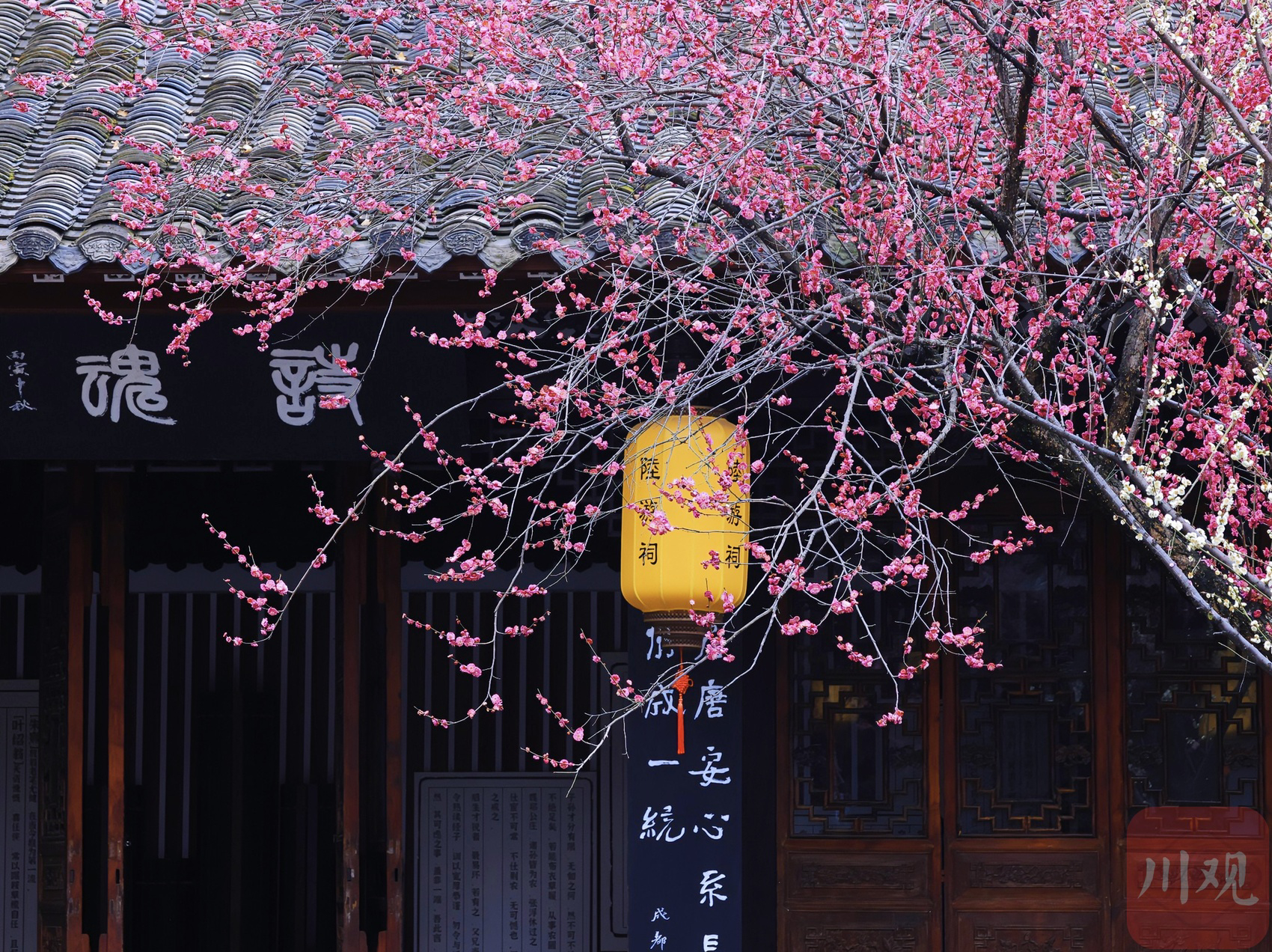 （轉載）古風韻味！當陸游筆下的梅花盛開在陸游祠