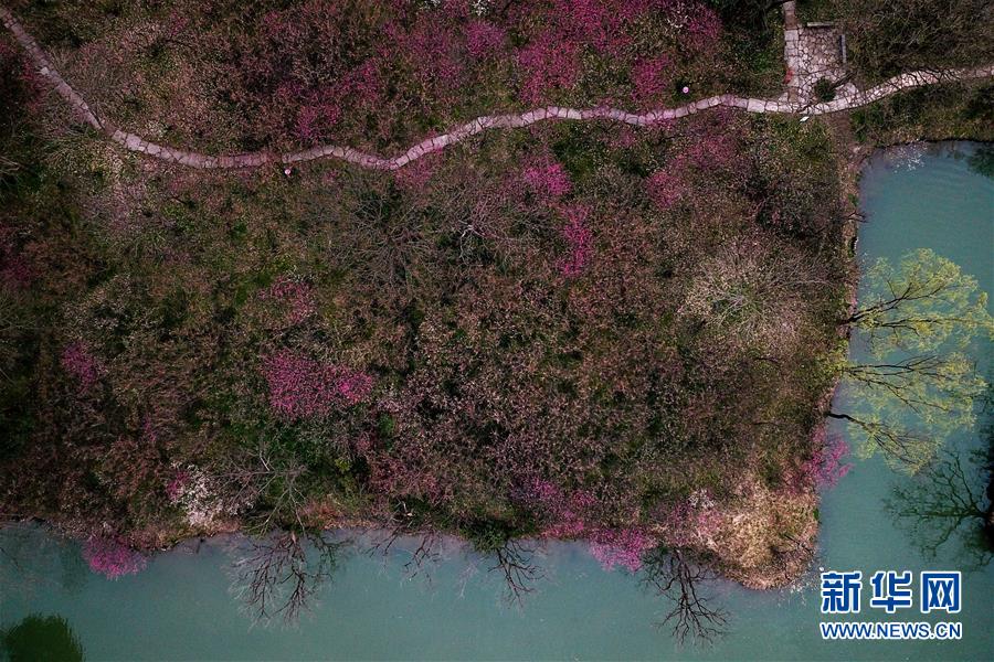 杭州西溪濕地：曲水尋梅 美不勝收