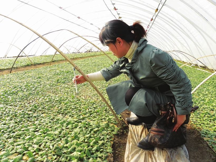 穿云布雨润松辽——吉林省气象服务“三农”综述