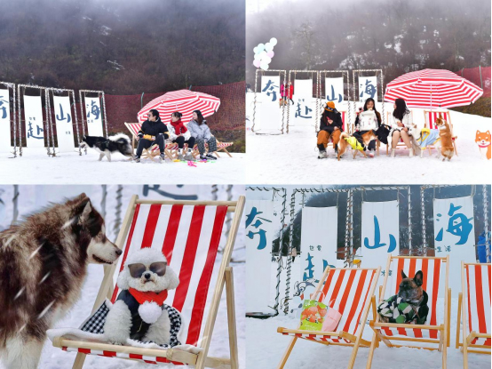 2023西岭雪山宠游记：近千位游客带宠物雪山狂欢_fororder_未标题-2