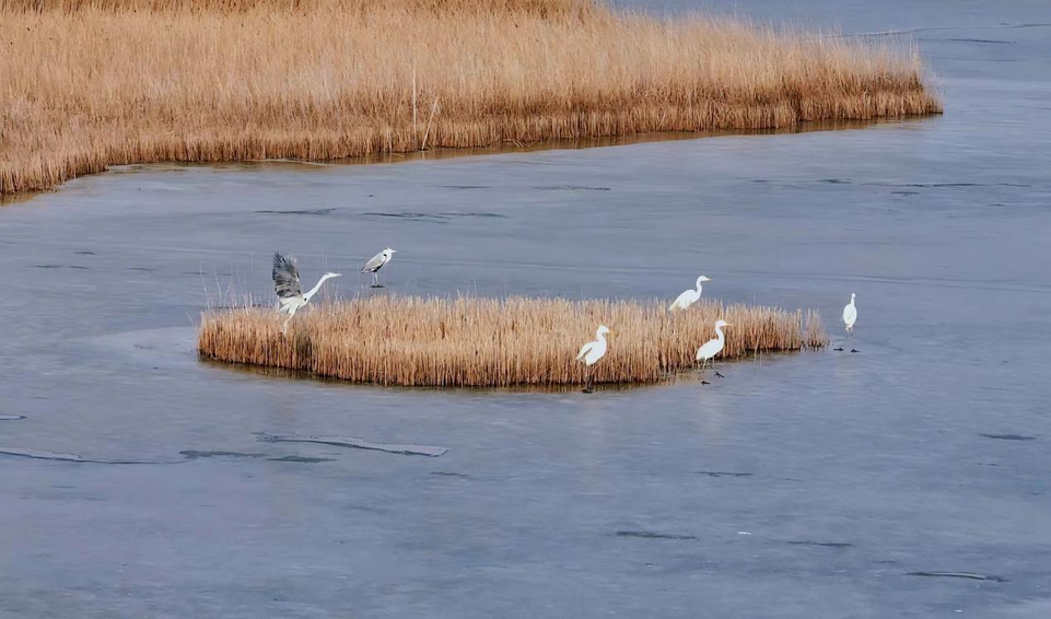 （原创）春季北迁候鸟陆续飞抵南大港湿地_fororder_图片2