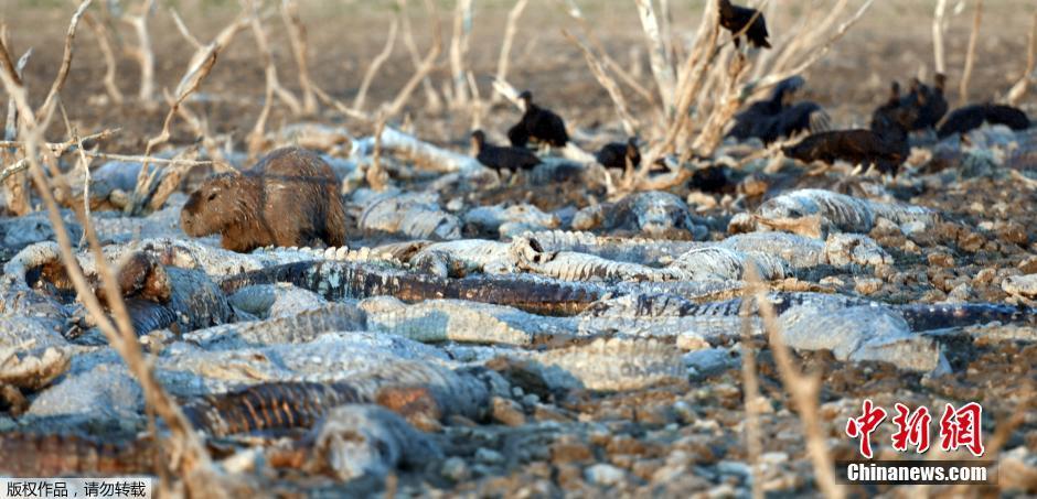 巴拉圭干旱致百条鳄鱼丧生 成秃鹫腹中餐