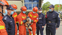 南平武夷山：警察消防合力護送迷路赤狐