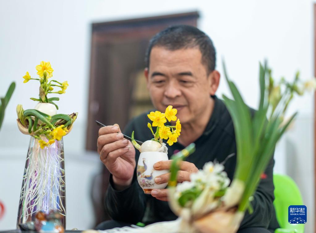 漳州：水仙“花樣”迎新春