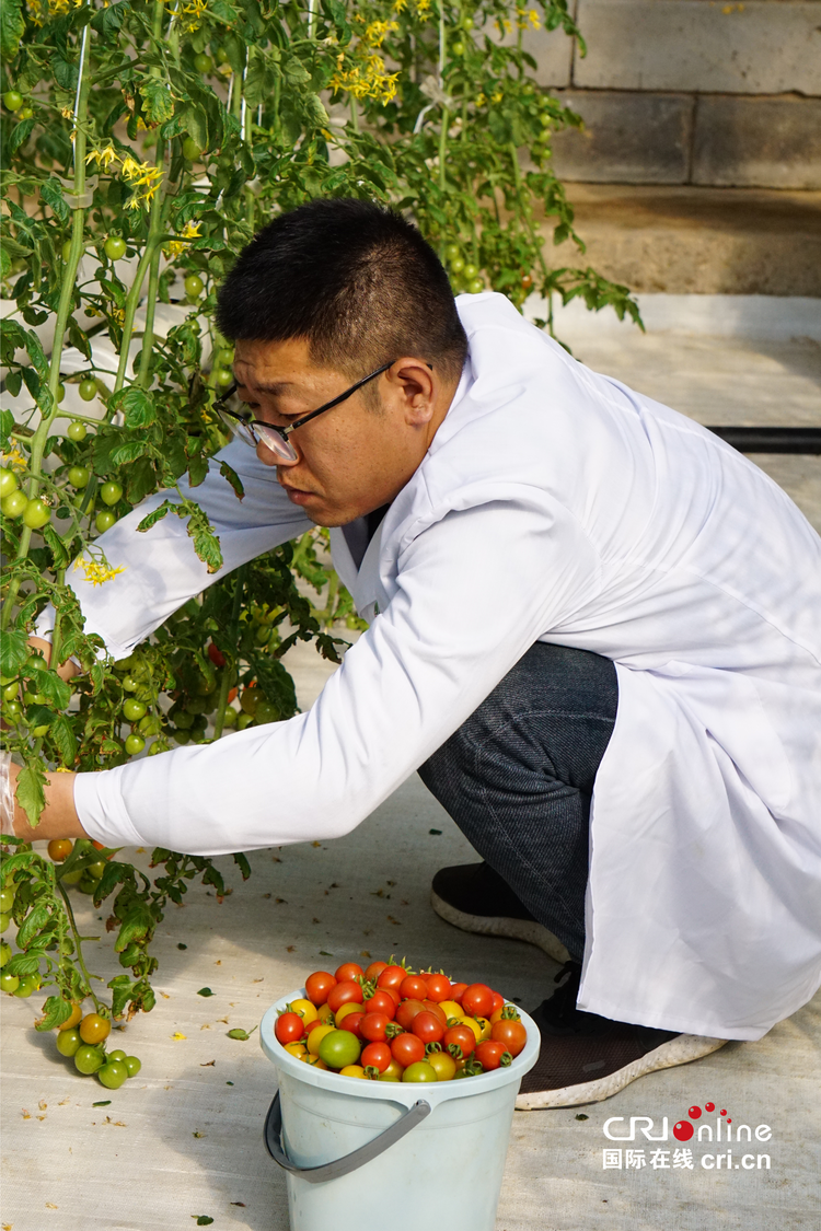 渭南华州：小番茄种出科技范_fororder_图片7