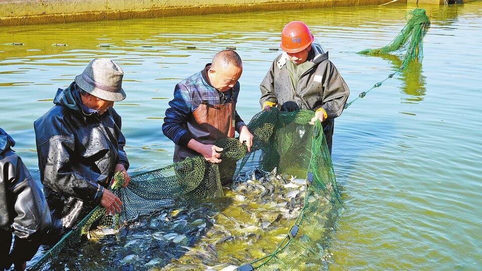 玉溪江川：增殖放流守护高原土著鱼_fororder_ca8