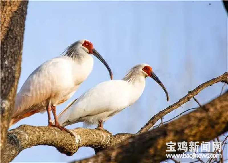 （转载）【宝鸡这一年】千阳县：产业引领 县域经济跑出“加速度”_fororder_微信图片_20230118104411