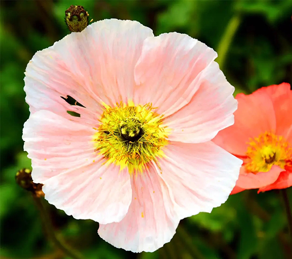 眉山东坡：春意盎然 百花齐放_fororder_虞美人-供图-眉山市东坡区委宣传部（1）