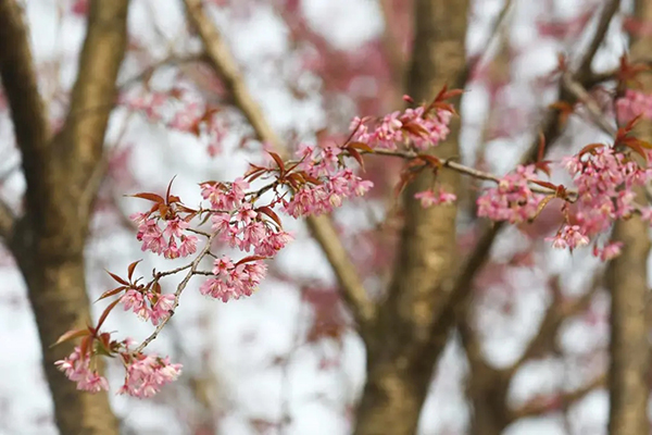 眉山东坡：春意盎然 百花齐放_fororder_樱花-供图-眉山市东坡区委宣传部（1）