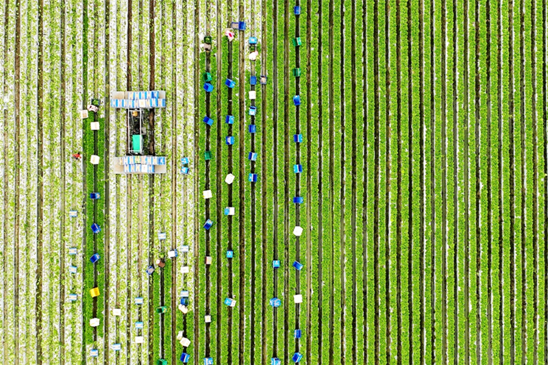 泉州惠安：奏響鄉村振興曲 唱好村美民富歌_fororder_圖片8