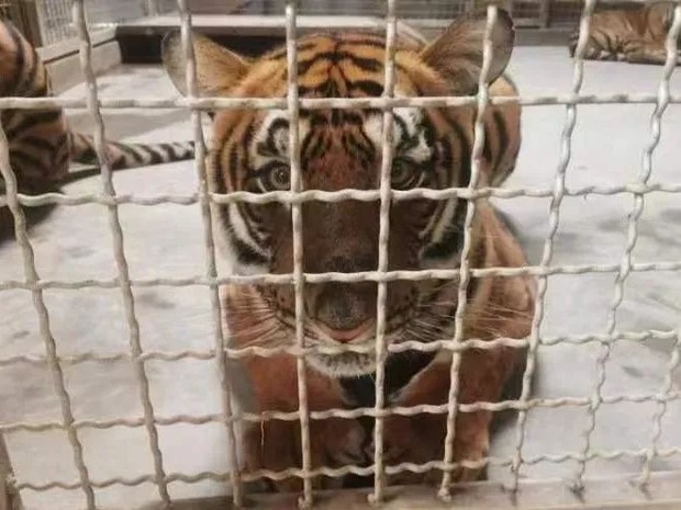 【文化旅遊】上海動物園小老虎兄弟與遊客見面