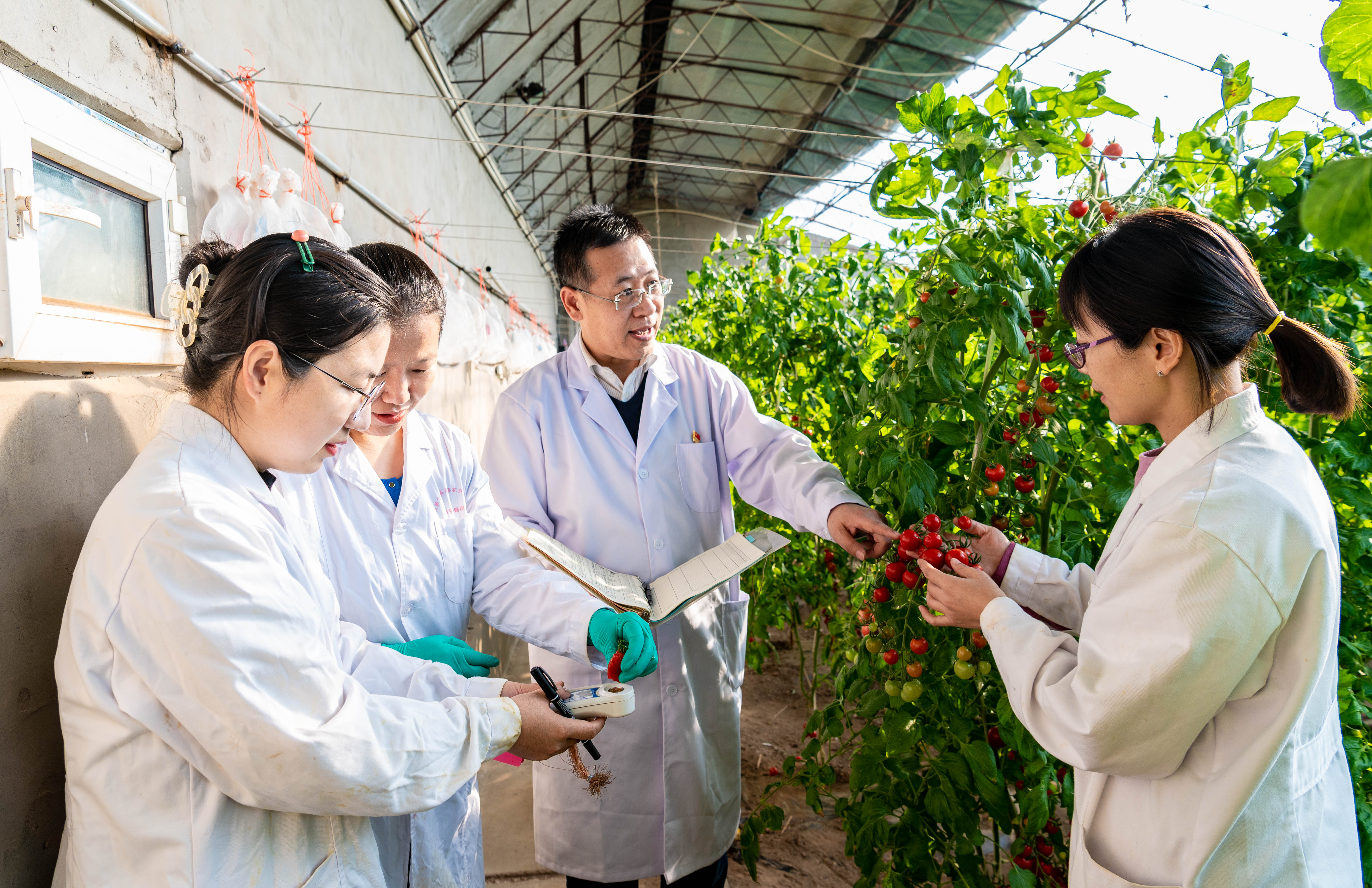 呼和浩特：科技育種助春耕_fororder_2——2023年2月15日，在內蒙古農牧業科學院蔬菜花卉研究所（玉泉區專家人才工作站）的育種試驗基地，農業專家在對番茄果實進行品質評價。20230215-DSC_6496